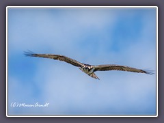 Osprey