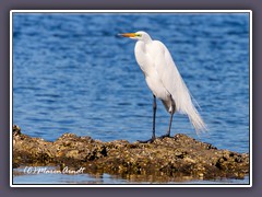 Ozello Community Park - Great White Heron im Brutkleid