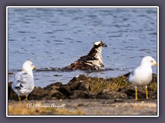 OzelloCommunity Park - Osprey