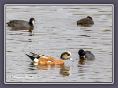 Pfeiffente - Mareca-penelop - Eurasian-Wigeon