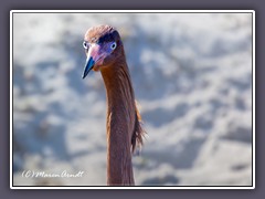 Portrait - Rötelreiher