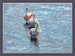 Rosa Löffler - Roseate Spoonbill