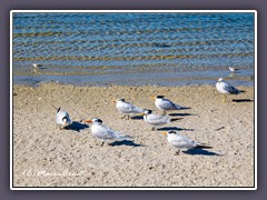 Royal Terns - Thalasseus maximus - Königsseeschwalben 