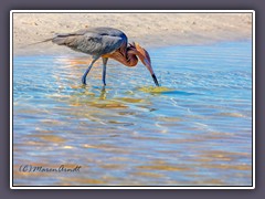 Rötelreiher - Reddish Egret