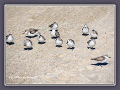 Sanderling - Calidris alba