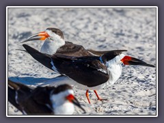 Schwarzmantel Scherenschnabel - Black Skimmer