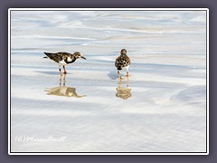 Turnstones - Steinwälzer - Arenaria interpres