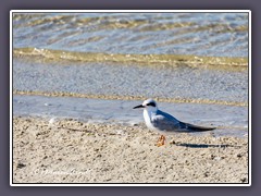 Weißscheitelseeschwalbe -Sterna-trudeaui -Snowy-Crowned-Tern