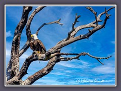 Weisskopfseeadler