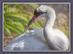 Whooping Crane namens Peeper