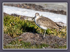 Willet - Tringa semipalmata