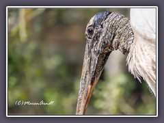 Woodstork - Mycteria americana