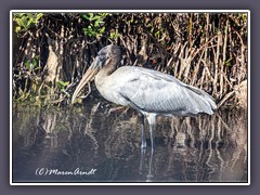 Woodstork - Waldstorch 