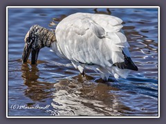 Woodstork aus der Familie der NImmersatte