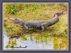 Alligator mississippiensis