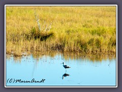 American Avocet- Recurvirostra americana 