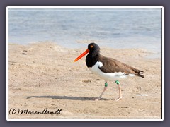 American Oyster Catcher - Haematopus palliatus - Braunmantel Austernfischer