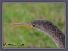 Anhinga - Anhingidae