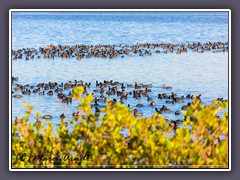 Black Coot - Fulica atra - Blässhühner, 