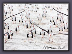 Black Skimmer - Massenstart am Strand von Ponde de Leon Inlwt