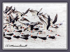 Black Skimmer - Scherenschnäbler