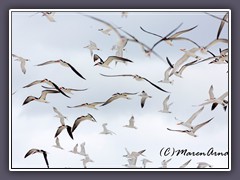 Black Skimmer and Royal Terns