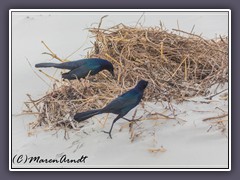 Boat Tailed Grackle - Quiscalus major