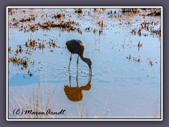 Brauner Sichler - Glossie Ibis - Plegadis falcinellus 