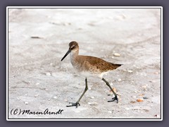 Common Greenshank -Tringa nebularia - Grünschenkel