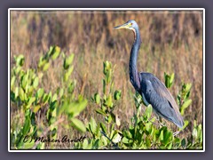 Dreifarbenreiher - Egretta tricolor 