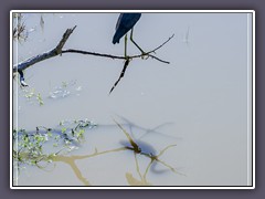 Dreimal Tricolored Heron