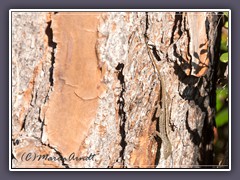 Ein Suchbild  Brown Anole - Anolis sagrei, 