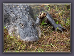 Florida Alligator