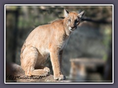 Florida Panther