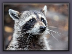 Florida Waschbär