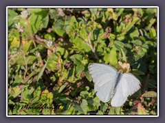 Florida White - appias drusilla neumoeginii