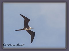 Frigatebird - Fregatidae  Fregata - Fregattvogel 