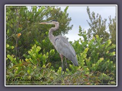 Great Blue Heron - Ardea herodias