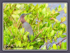 Green Heron - Butorides virescens