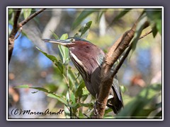 Green Heron- Grünreiher