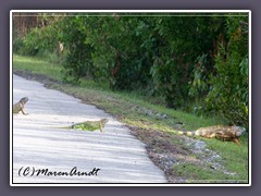 Grüner Leguan auf Key West