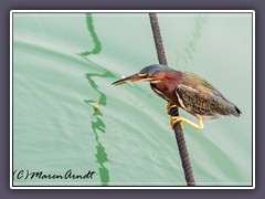 Grünreiher mit kleiner Beute