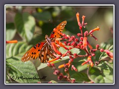 Gulf Fritillary - Agraulis vanillae