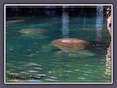 Heisse Quelle im Crystal River - Treffpunkt der Manatees im Winter