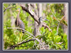 Junger Nachtreiher - Tricolored Heron im Hintergrund