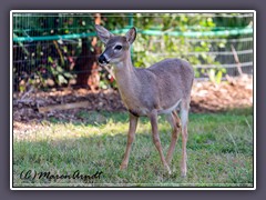 Key Deer - Odocoileus virginianus clavium