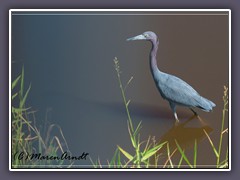 Kleiner Blaureiher - Egretta caerulea