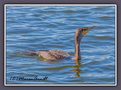 Kormoran -  Phalacrocorax auritus 