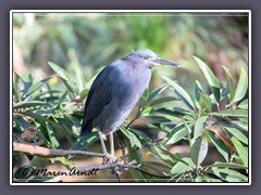 Little Blue Heron