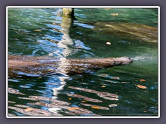 Manatee - Seekühe